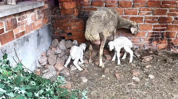 世界上最贵的羊332万元成交,这只羊为何这么贵?