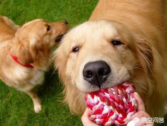 为什么大家都不敢养金毛犬？