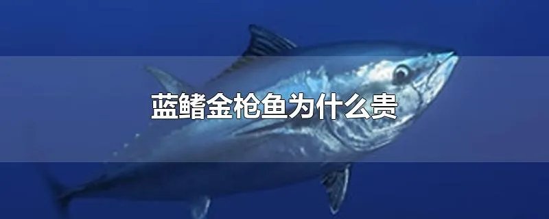 蓝鳍金枪鱼为什么贵