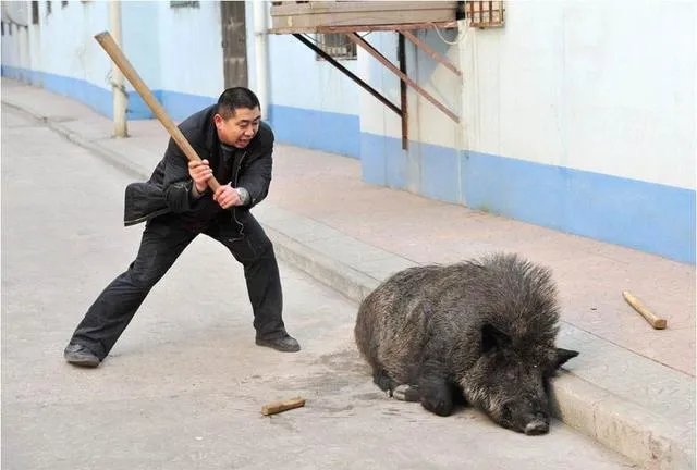 如何看待“野猪闯进南京大学校园,保卫处介入处理”?