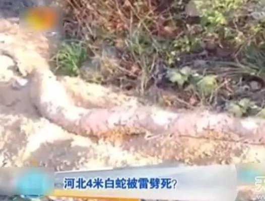 云梦山白蛇渡劫失败被雷劈死：竟被野猪吃掉