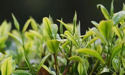 福建名茶有哪些品牌