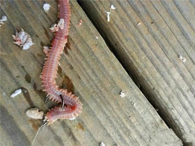 海中钓鱼用什么饵？