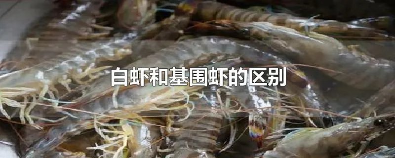 白虾和基围虾的区别