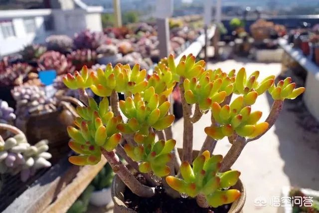 不同的多肉植物，在度夏时，有什么区别吗？