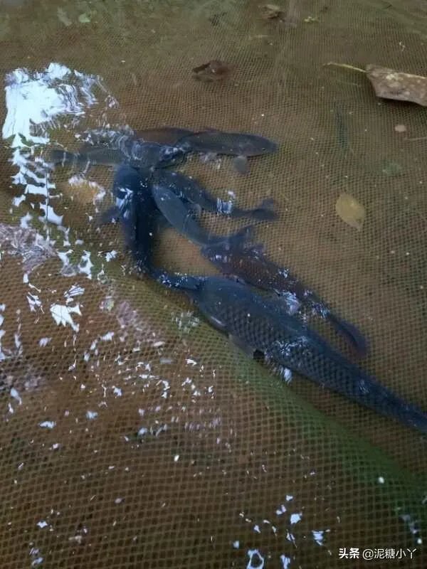 鱼塘随便放三四条小鲫鱼能繁殖越来越多吗？