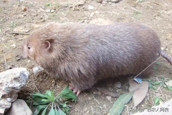 疫情后，竹鼠养殖前景会如何？