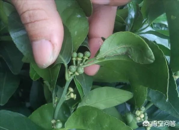 如何给柑橘苗除花？