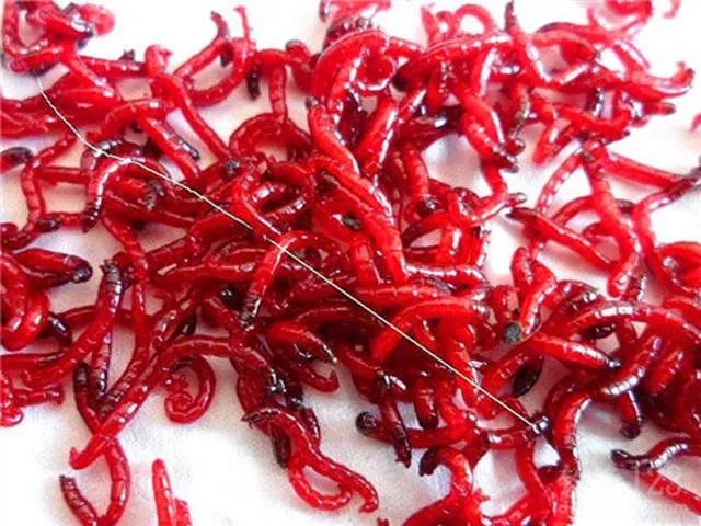 海中钓鱼用什么饵？