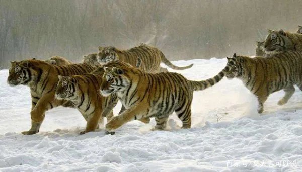 为什么人一定要繁衍后代？