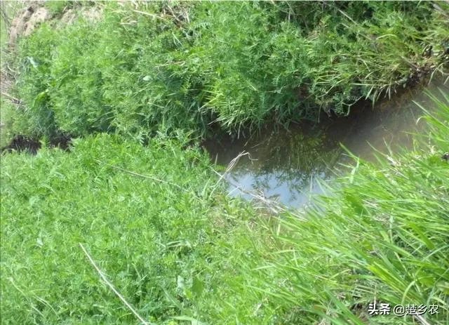 鱼塘随便放三四条小鲫鱼能繁殖越来越多吗？