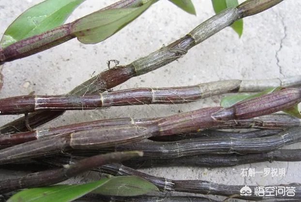 如何让石斛煮水更好喝？