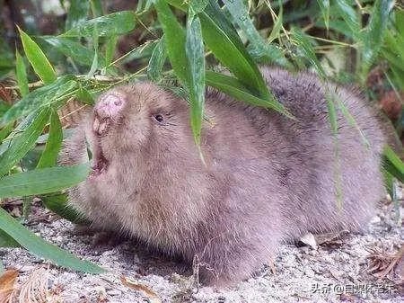 疫情后，竹鼠养殖前景会如何？