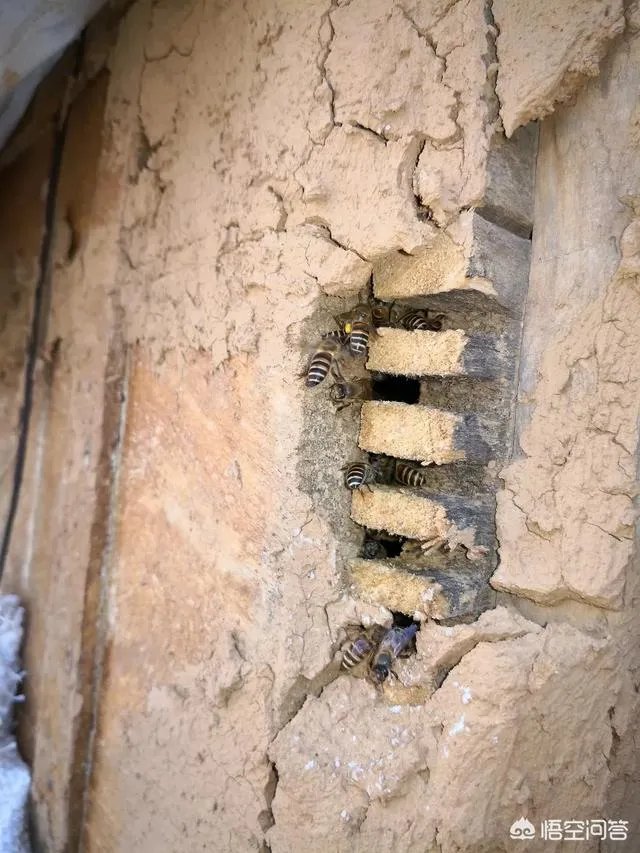 农村人自己养的蜂蜜怎么样？贵吗？