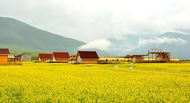 2020青海湖的油菜花什么时候开 青海油菜花几月份去最好