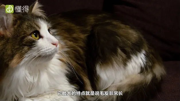 什么是挪威森林猫（图文）