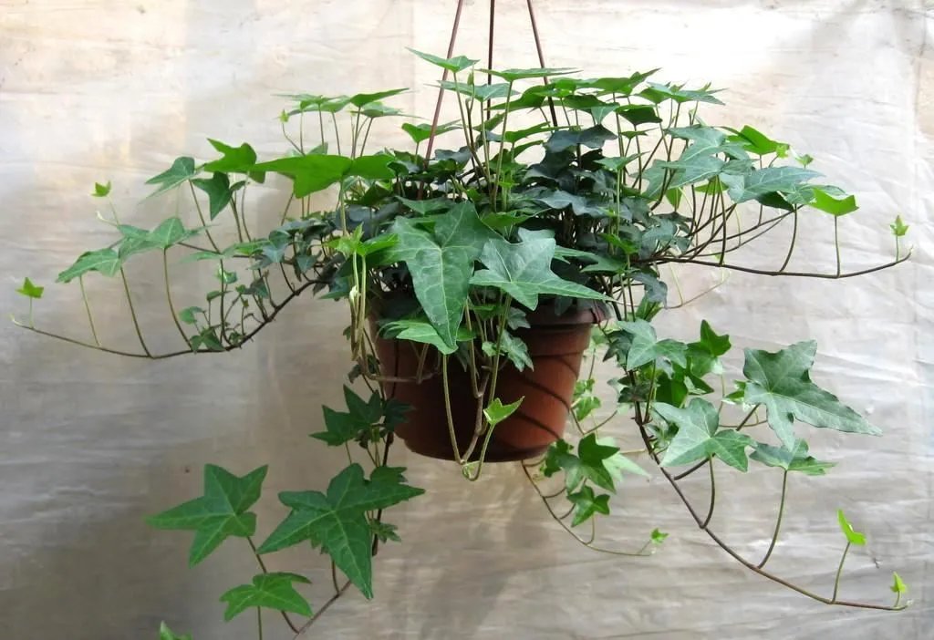 什么可以去除甲醛 除甲醛的三大有效方法