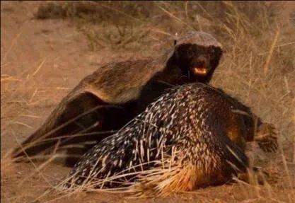 平头哥蜜獾到底有多强大？