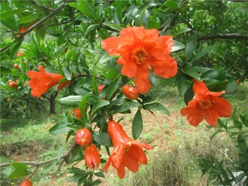 六月开什么花 六月份盛开的花有哪些