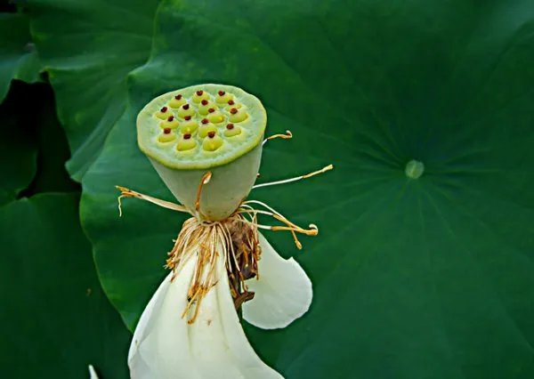 种子旅行的方法有哪些？