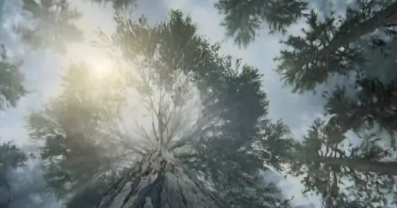 长成参天大树的观后感？