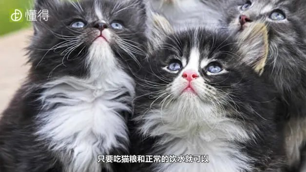 什么是挪威森林猫（图文）