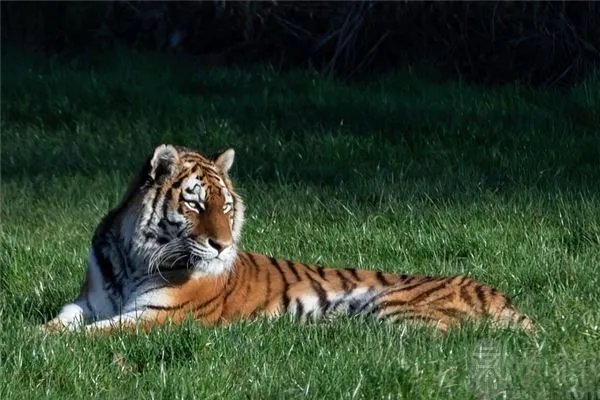 战无不胜打一生肖