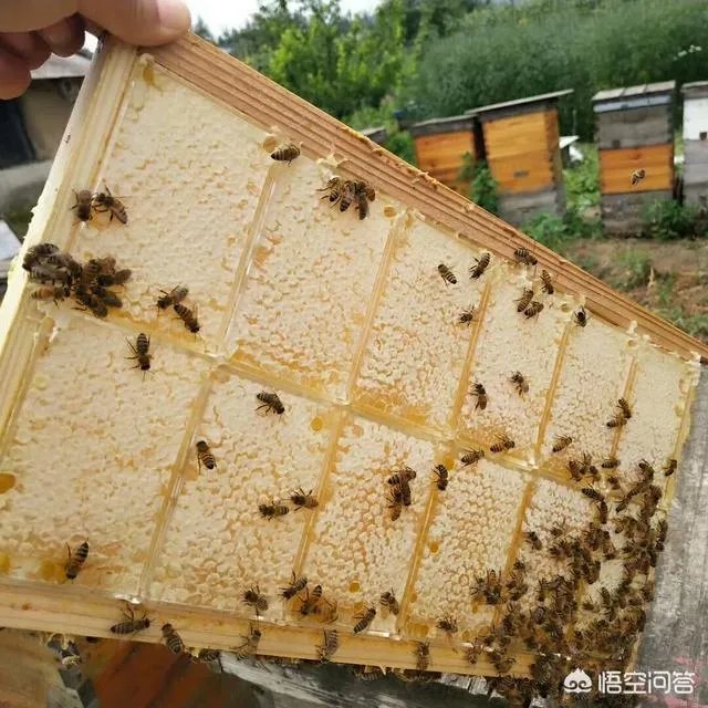 农村人自己养的蜂蜜怎么样？贵吗？