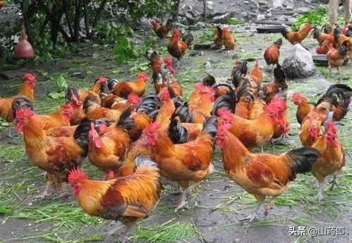 我想回家养鸡,但找不到销路怎么办?