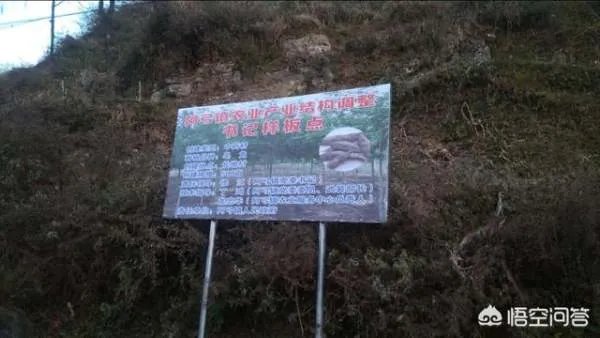 为什么现在贵州有的地方不让种玉米？