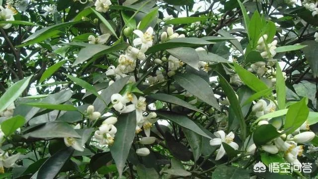 如何给柑橘苗除花？