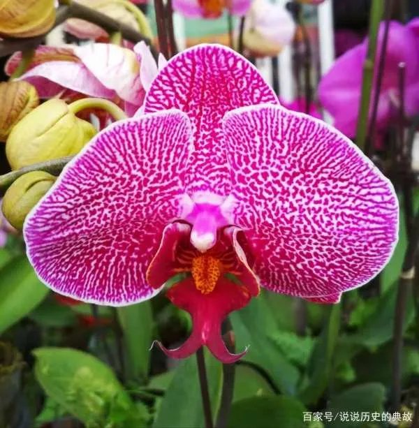 蝴蝶兰花期多长时间？什么温度适合？