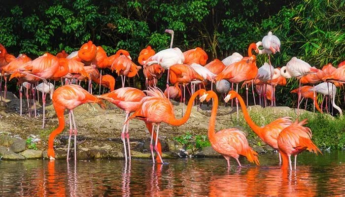 火烈鸟的羽毛为什么是红色的