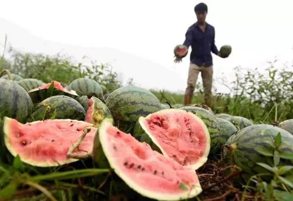 一些农产品滞销的本质是什么?