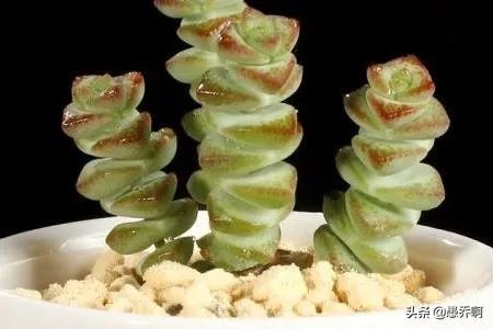 钱串子花长的不好怎么办？