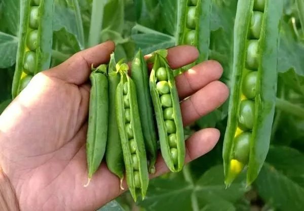 beans是什么意思?