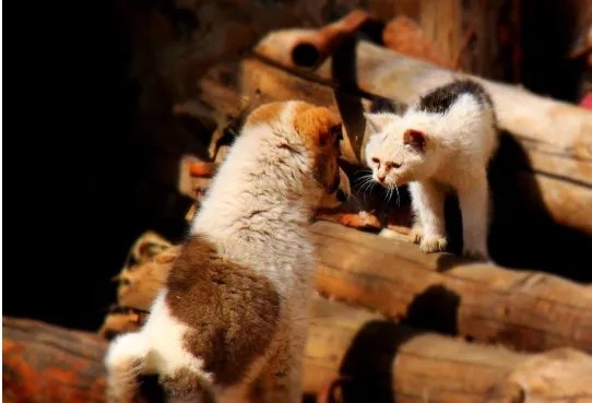 周旋是什么意思