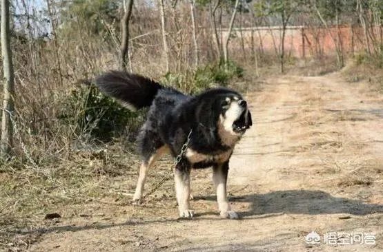 原来身价贵过宝马的藏獒现在是不是一文不值了?为什么?