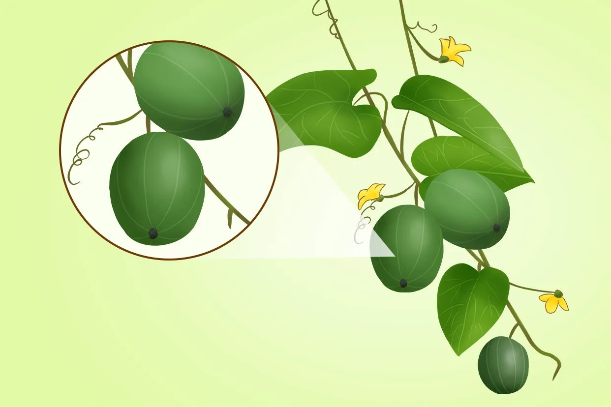 罗汉果图片大全大图