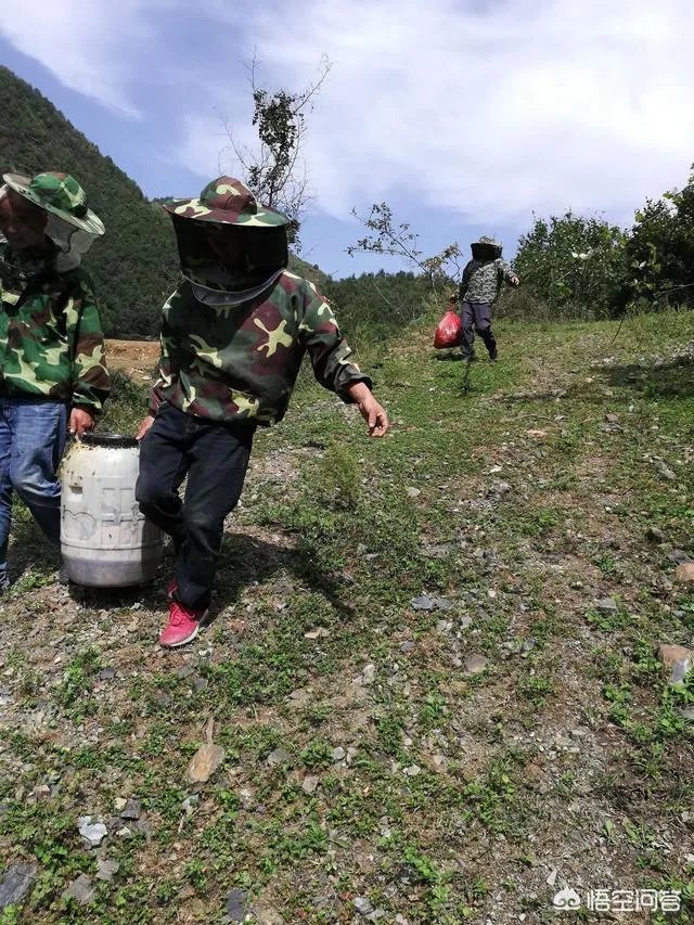 农村人自己养的蜂蜜怎么样？贵吗？