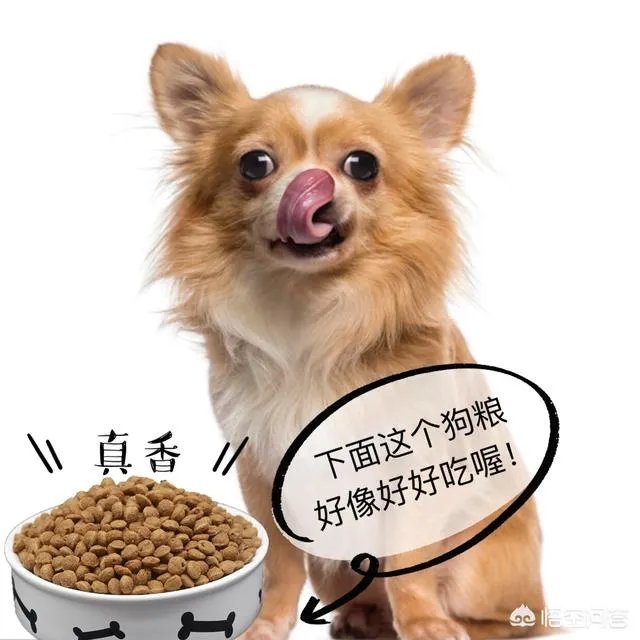 为什么大家都不敢养金毛犬？