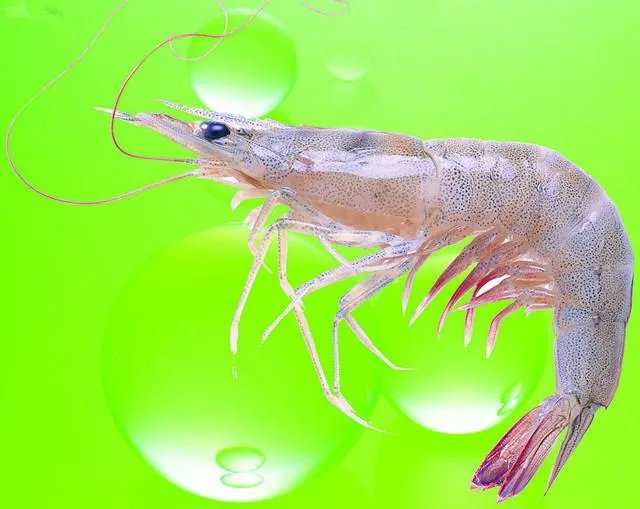 海中钓鱼用什么饵？