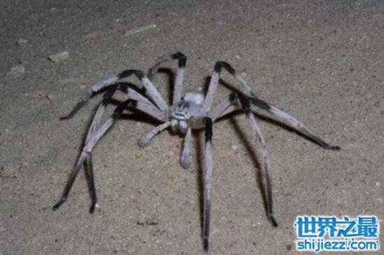 蜢蜘是蜘蛛界的大长腿，张开爪子有38厘米 