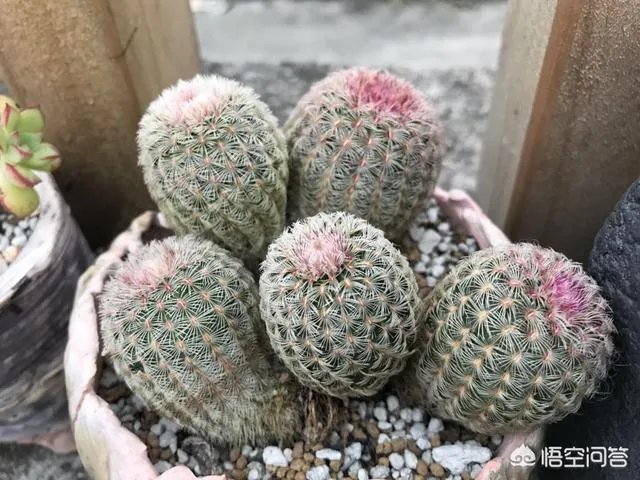 不同的多肉植物，在度夏时，有什么区别吗？