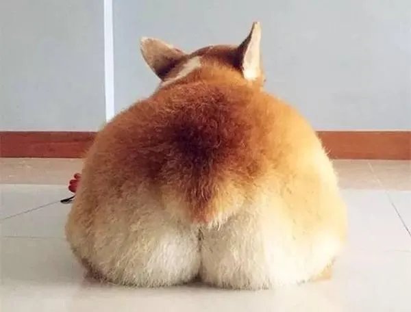 柯基5个月一天能跑多少公里