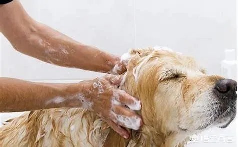 学宠物美容以后就可以自己开店吗？有哪些建议？