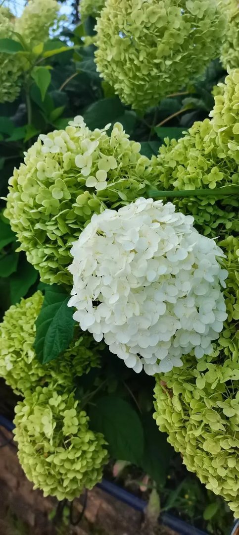 高质量男性被禁言，为什么人们总喜欢围观一些奇怪的“梗”？