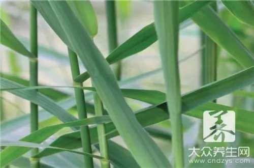 芦苇叶子包粽子