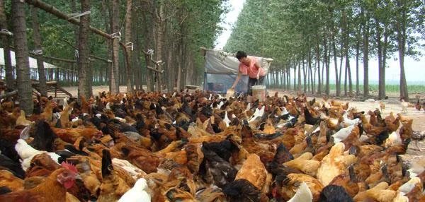 树林里养鸡怎么样？