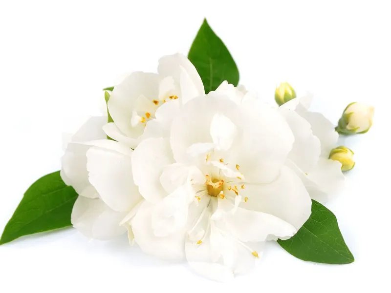 金蝉花的功效与作用